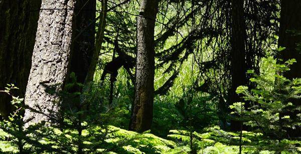 Bärenbeobachtung im Sequoia Nationalpark und Goldwaschen am Sutter Creek. Weitere Informationen unter www.wiraufreise.de