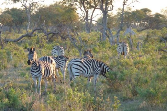 Aufregende Safaris im Little Vumbura Camp im Okavango Delta. Mehr Informationen unter www.wiraufreise.de