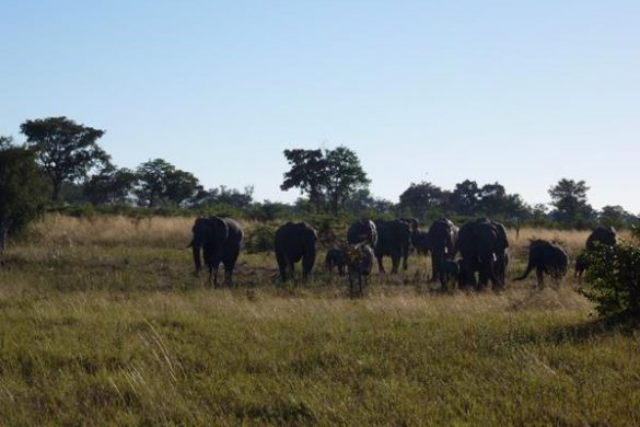 Aufregende Safaris im Little Vumbura Camp im Okavango Delta. Mehr Informationen unter www.wiraufreise.de
