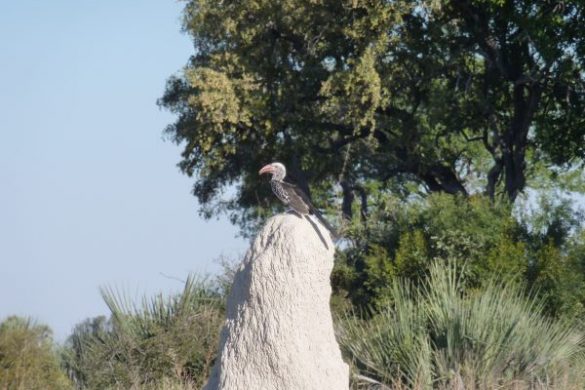 Beeindruckende Artenvielfalt im Chitabe Camp im Okavango Delta. Mehr Informationen unter www.wiraufreise.de