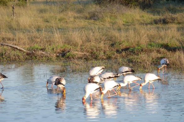 Beeindruckende Artenvielfalt im Chitabe Camp im Okavango Delta. Mehr Informationen unter www.wiraufreise.de