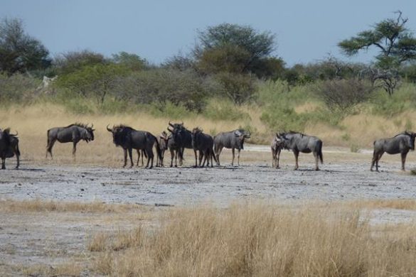 Beeindruckende Artenvielfalt im Chitabe Camp im Okavango Delta. Mehr Informationen unter www.wiraufreise.de