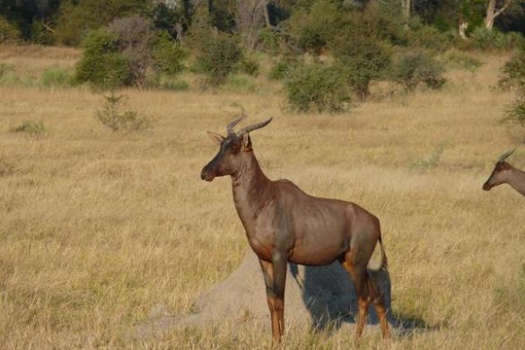 Beeindruckende Artenvielfalt im Chitabe Camp im Okavango Delta. Mehr Informationen unter www.wiraufreise.de