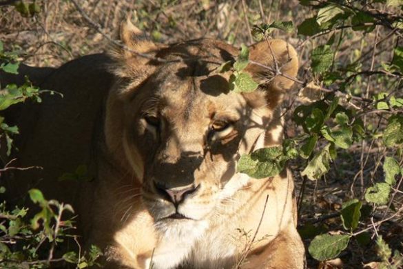 Aufregende Safaris im Little Vumbura Camp im Okavango Delta. Mehr Informationen unter www.wiraufreise.de