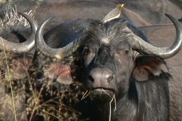 Aufregende Safaris im Little Vumbura Camp im Okavango Delta. Mehr Informationen unter www.wiraufreise.de