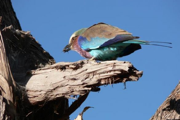 Aufregende Safaris im Little Vumbura Camp im Okavango Delta. Mehr Informationen unter www.wiraufreise.de