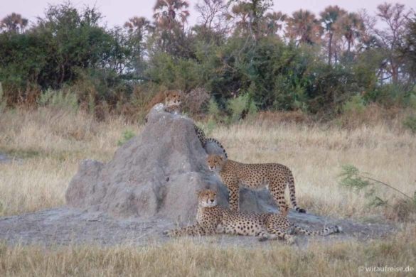 Beeindruckende Artenvielfalt im Chitabe Camp im Okavango Delta. Mehr Informationen unter www.wiraufreise.de