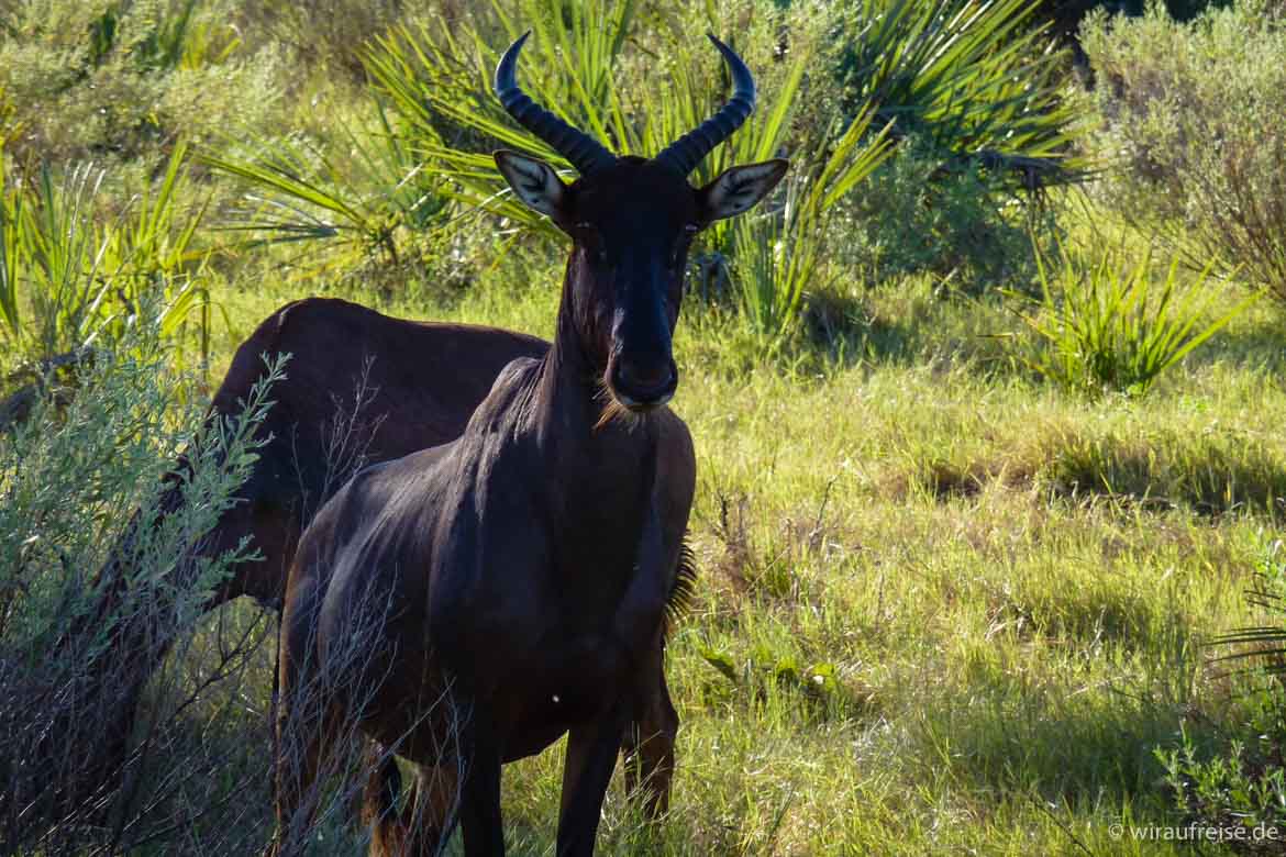 Das Xigera Camp im Moremi Wildlife Reserve. Mehr Informationen unter www.wiraufreise.de