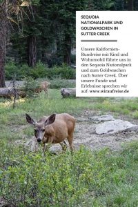 Bärenbeobachtung im Sequoia Nationalpark und Goldwaschen am Sutter Creek. Weitere Informationen unter www.wiraufreise.de