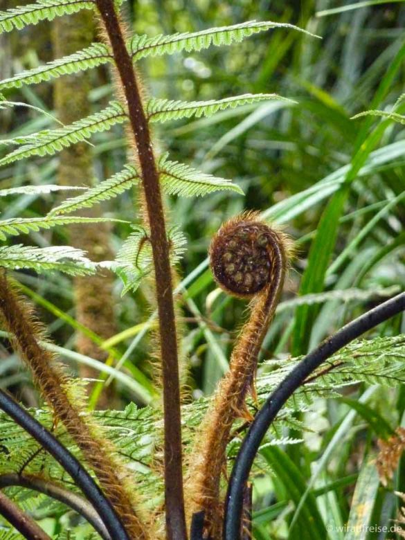 grüner Farn mit eingerolltem, neuem Wedel - Typische Pflanze in neuseeland nordinsel