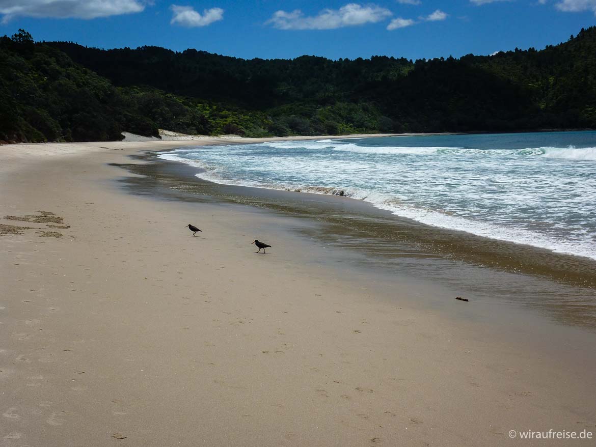 Zwei Oyster Catcher am New Chums Beach in Whangapoua Neuseeland Nordinsel coromandel halbinsel