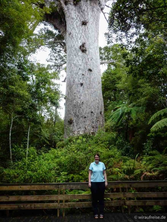 riesiger kauri baum mitten im Wald, frau steht davor - neuseeland kauri wald