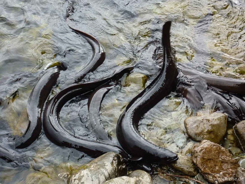 Aale im Fluss Neuseeland Lake Moeraki