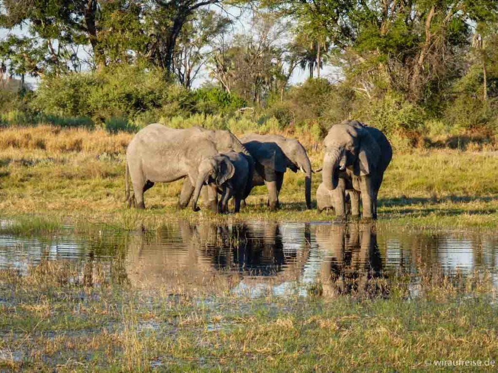 Beeindruckende Artenvielfalt im Chitabe Camp im Okavango Delta. Mehr Informationen unter www.wiraufreise.de