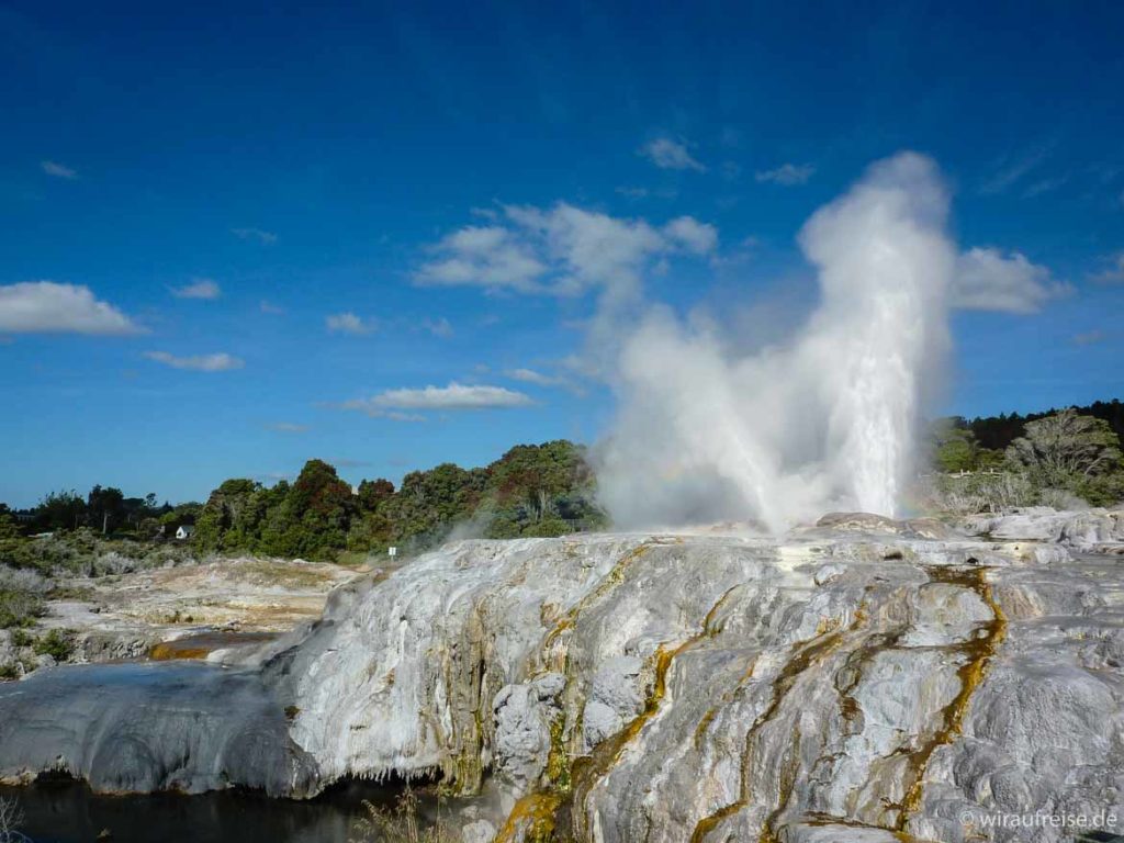 Ausbruch eines Geysirs im Buried Village in Rotorua, im Vordergrund sieht man Felsen mit gelben Schwefelbächen