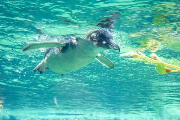 Pinguin imvon unten International Antarctic Center in Christchurch