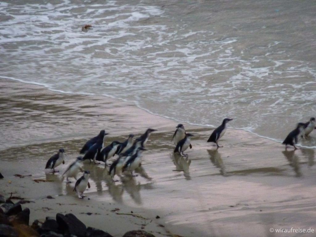 Pinguine auf der Otago Peninsula in Neuseeland