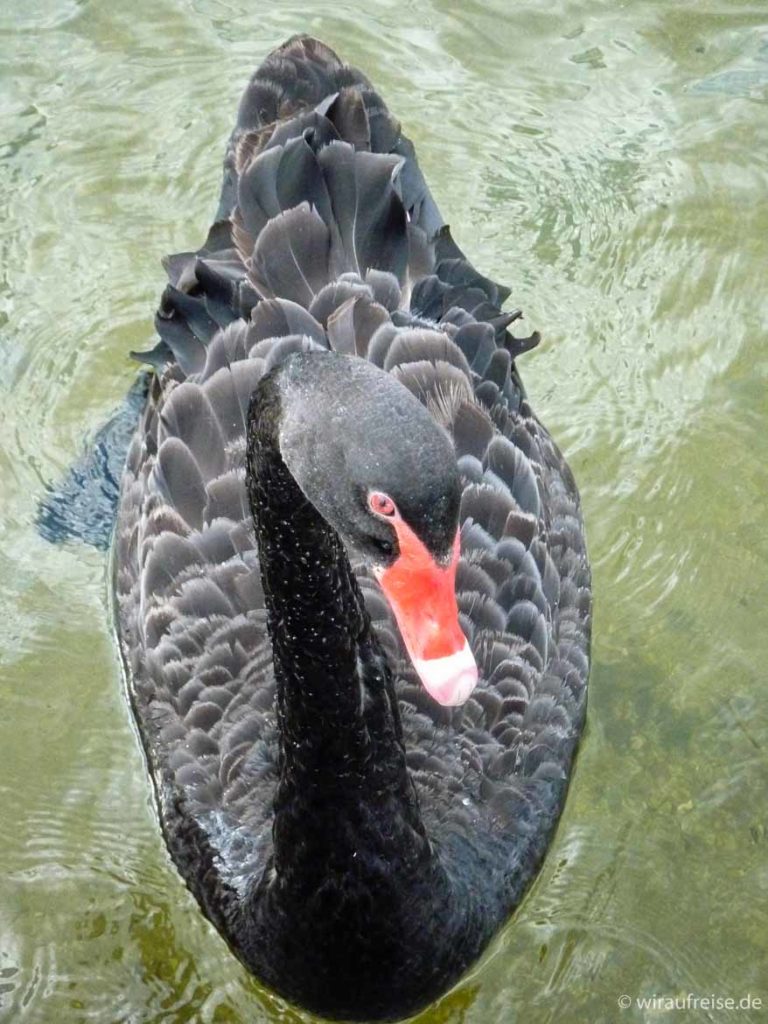 schwarzer Schwan mit rotem Schnabel in Rotorua Neuseeland