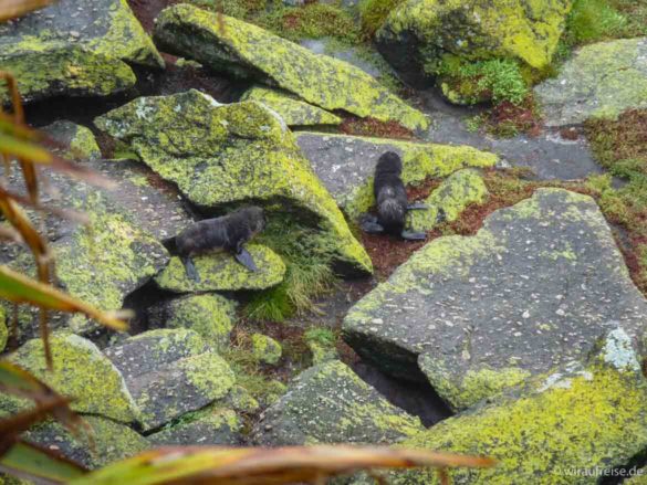 Baby-Pelzrobben in der Tauranga Bay in Neuseeland