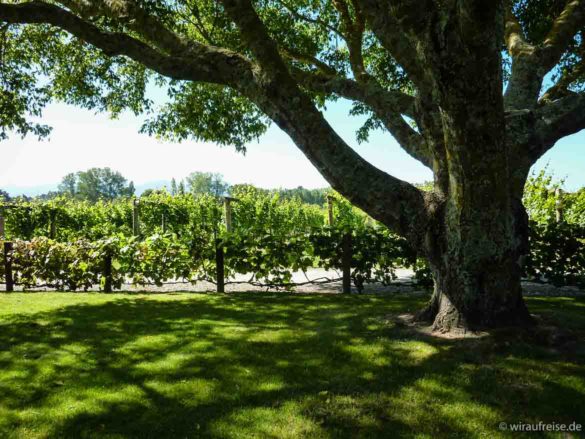 Grüner Garten mit Weinreben, Weingut Neudorf in upper moutere bei nelson, südinsel neuseeland