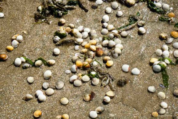 Herzmuscheln, Venusmuscheln im Sand am Strand von Blonvill-sur-mer