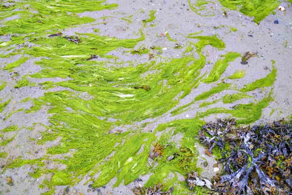 Grüne Algen am Strand. Bretagne, Frankreich