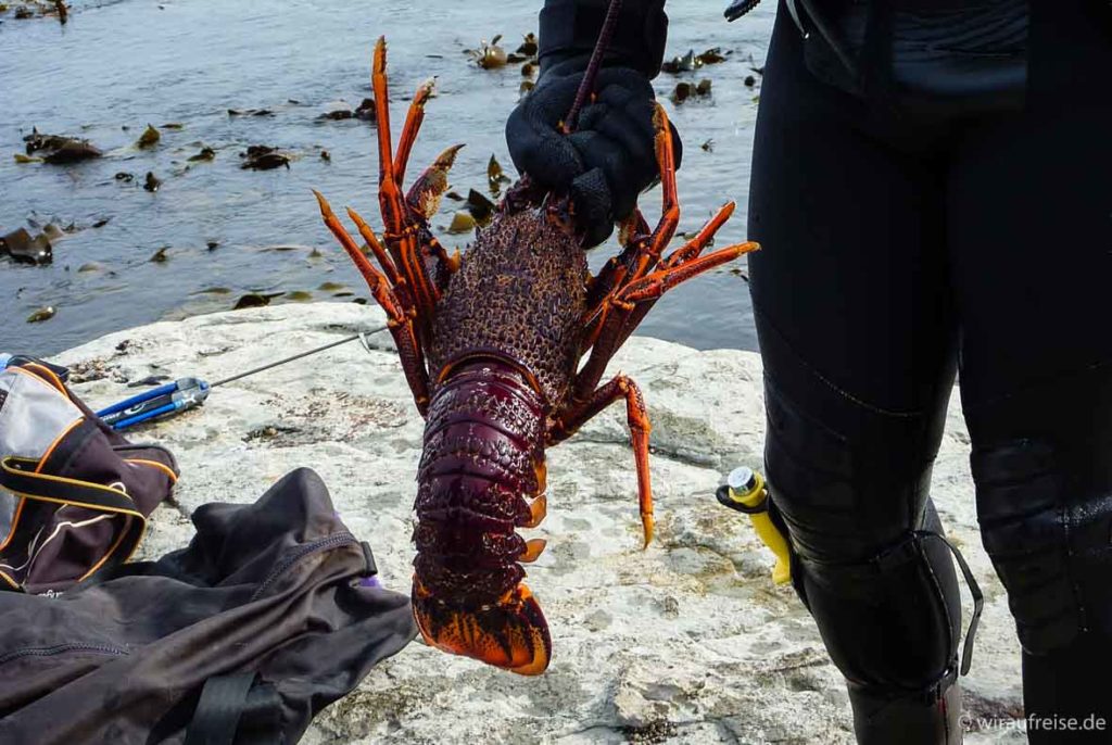 Crayfish gefangen in Kaikoura