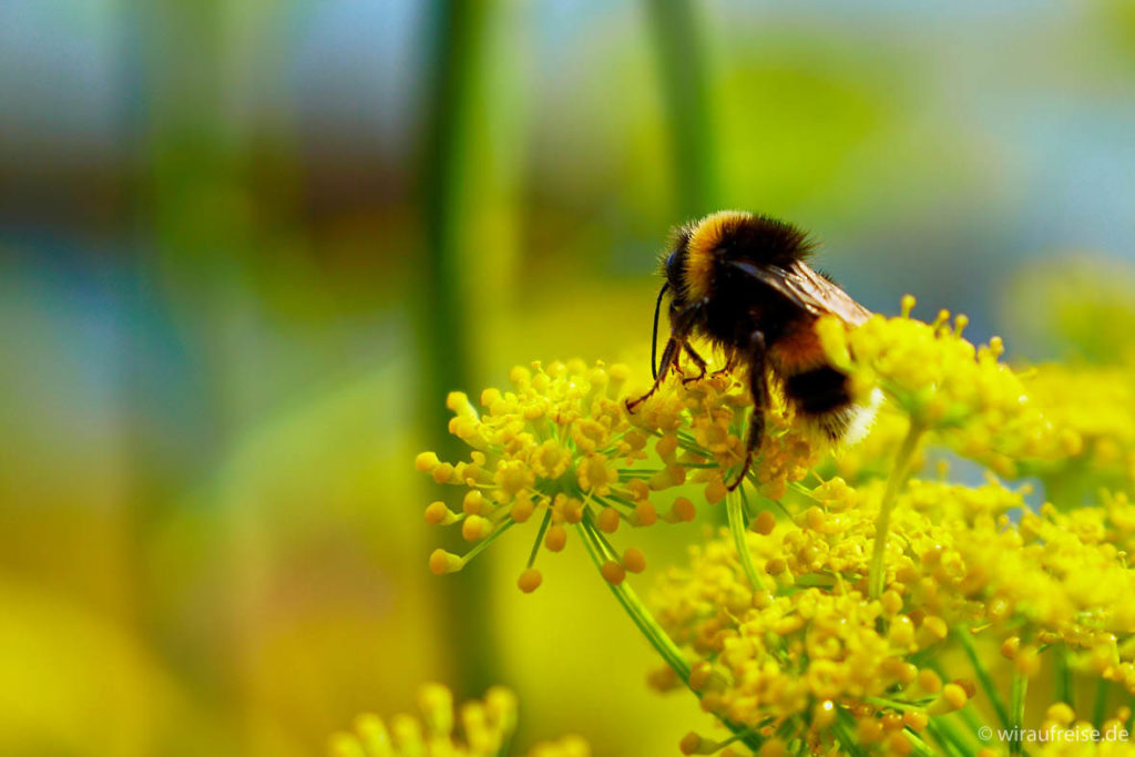 Dunkle Erdhummel auf wildem Fenchel Normandie