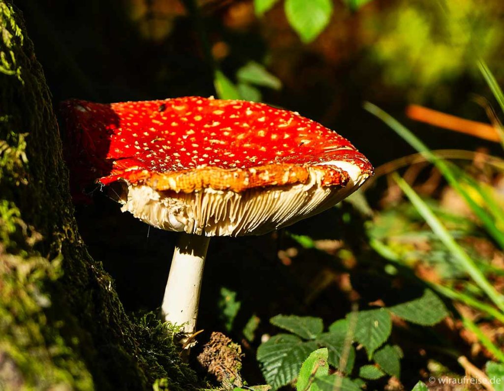 roter Fliegenpilz im Wald von Grün umgeben