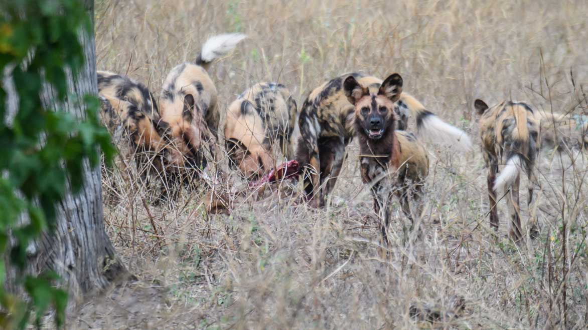 Ein Rudel Wildhunde - weitere informationen unter www.wiraufreise.de