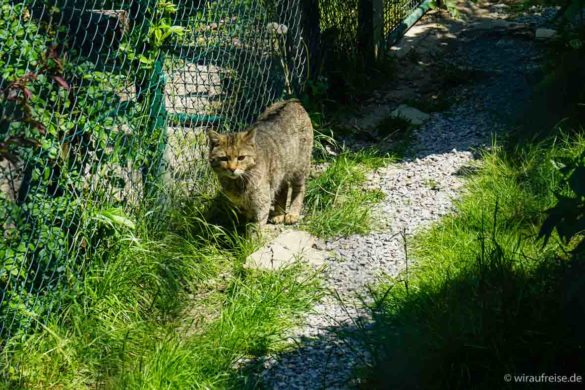 Eine Wildkatze im Gehege