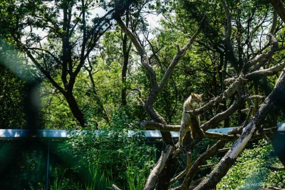 Wildkatze bei der Fütterung