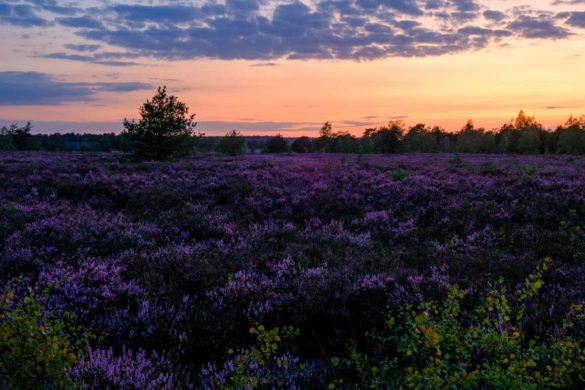 Sonnenuntergang in der Lüneburger Heide