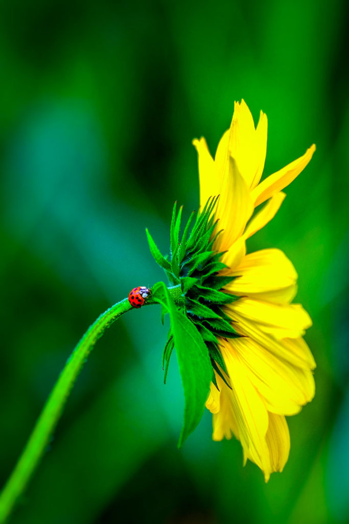 Marienkäfer auf einer gelben Sonnenblume im Profil