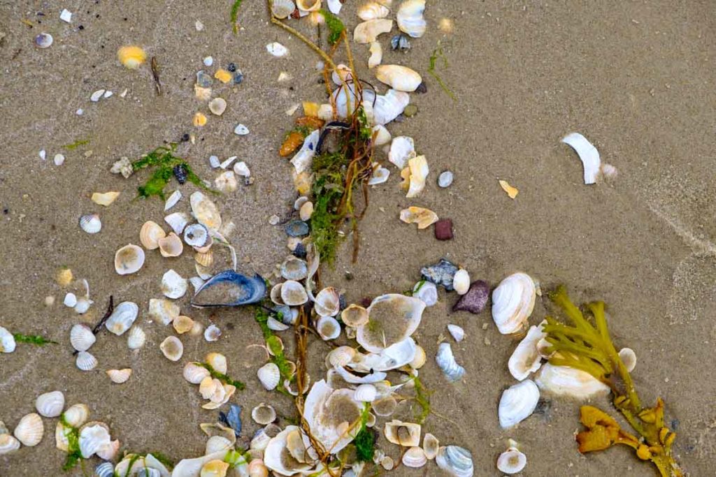 Muscheln an Usedomer Strand, wer findet einen Bernstein?